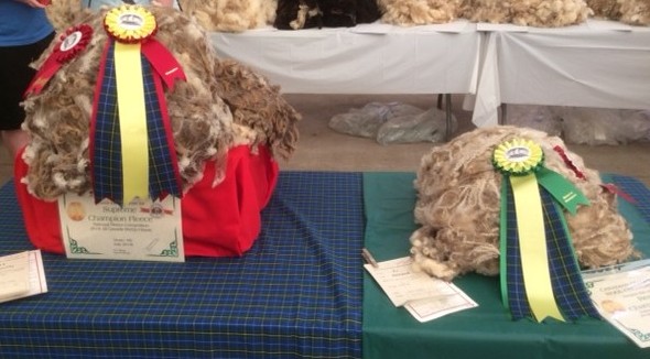 2018 All Canada Sheep Classic fleece competition champs