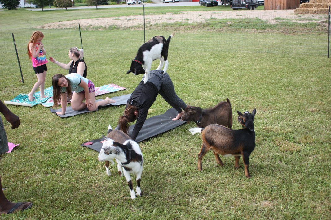 Goat yoga at Lambs Down Park Festival 2018
